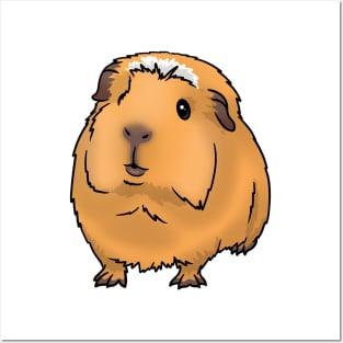 Saffron Gold with White Crested Guinea Pig Posters and Art